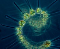 Phytoplancton 